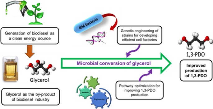 Synthesis pathway of bio-based 1,3-propanediol from glycerol 