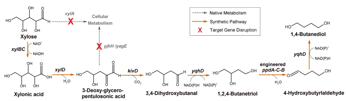 Schematic representation of a novel 1,4-butanediol pathway from xylose and native competing pathways in E. coli. Genes: xylA: encoding xylose isomerase; xylBC: encoding xylose dehydrogenase; xylD: encoding xylonate dehydratase; kivD: encoding alpha-ketoisovalerate decarboxylase; yqhD: encoding alcohol dehydrogenase; ppdA-C-B: encoding diol dehydratase; yagE or yjhH: encoding aldolase 