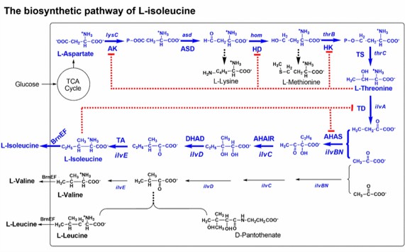 The biosynthetic pathway of L-isoleucine in C. glutamicum is complex, consisting of ten reactions starting from L-aspartate derived from oxaloacetate in the tricarboxylic acid (TCA) cycle.