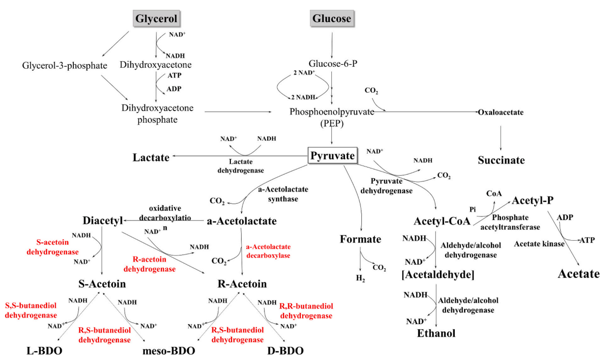 Metabolic pathway and regulation mechanism of butanediol