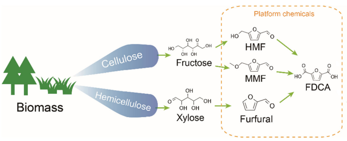 Catalytic conversion of lignocellulosic biomass-derived furans into 2,5-furandicarboxylic acid (FDCA)