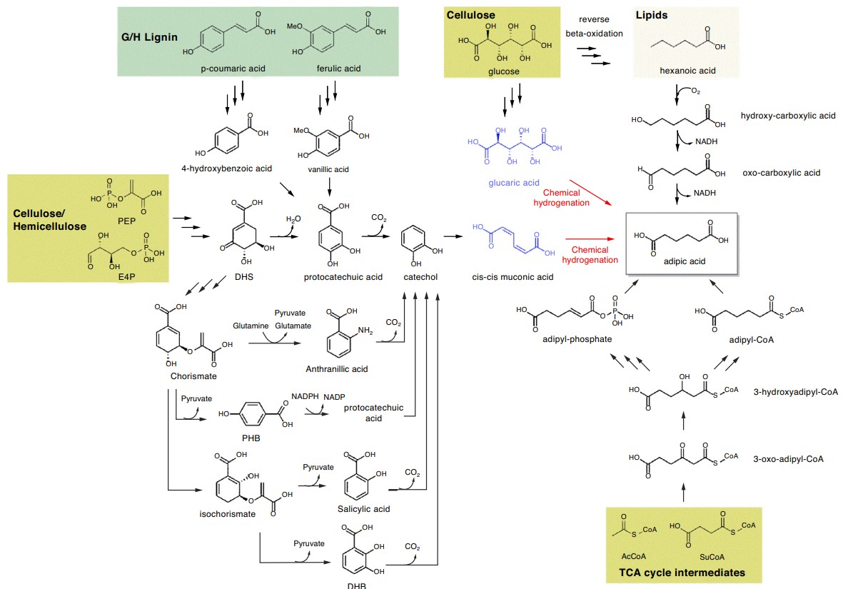 Metabolic engineering strategies to biosynthetic adipic acid production