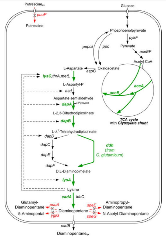 The pathways involved in diaminopentane metabolism in E. coli combined with the strategies for metabolic engineering for diaminopentane overproduction.