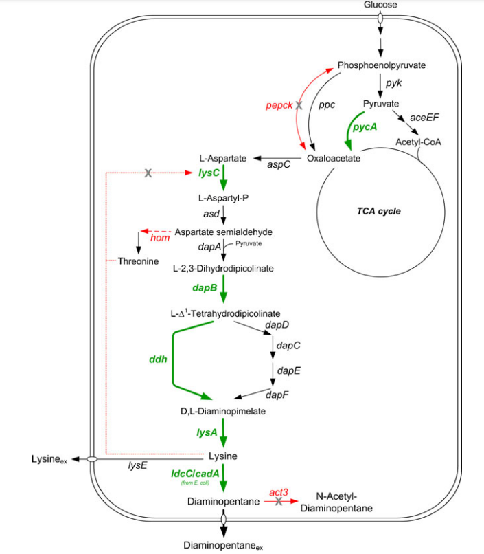 The pathways involved in diaminopentane metabolism in C. glutamicum combined with the strategies for metabolic engineering for diaminopentane overproduction.