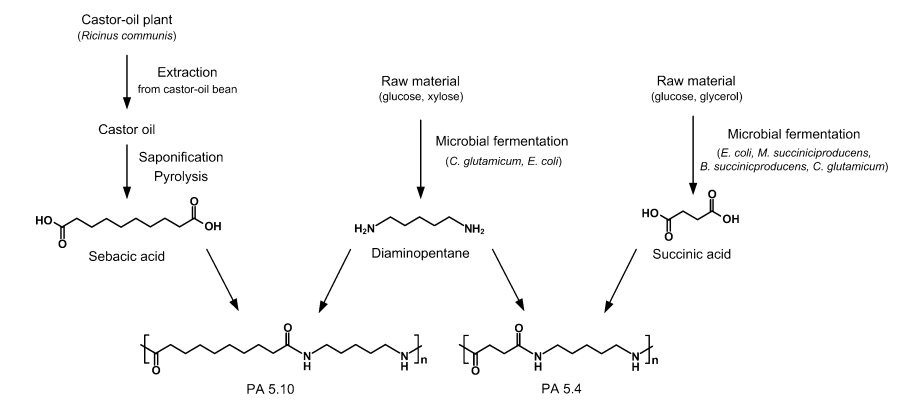 Polymerization of diaminopentane with succinic acid or sebacic acid to build PA 5.4 or PA 5.10