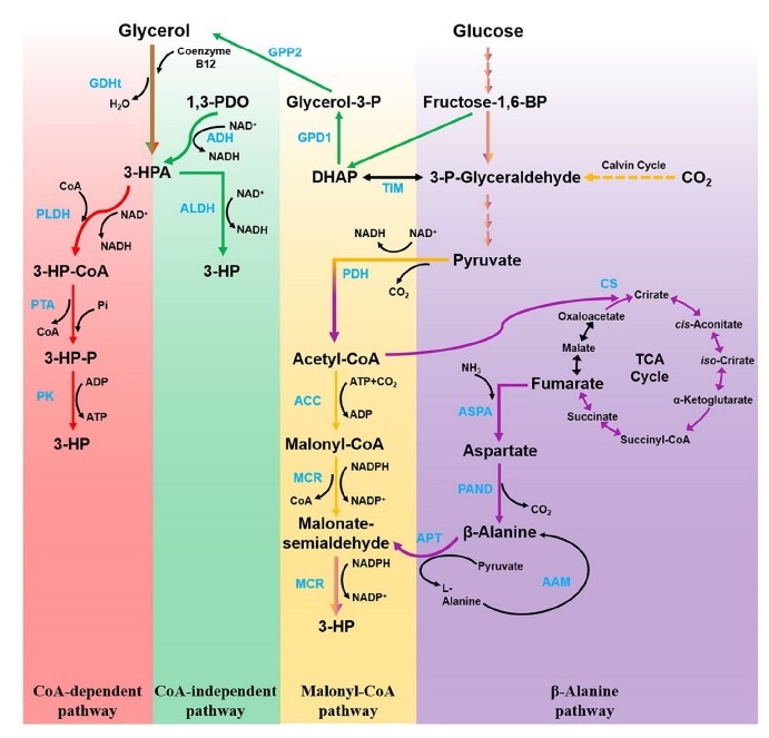 Main pathways and key enzymes for 3-hydroxypropionic acid biosynthesis. Red arrows indicate CoA-dependent pathway; green arrows indicate CoA independent pathway; yellow arrows indicate Malonyl-CoA pathway; purple arrows indicate the β-alanine pathway; and double-color arrows indicate the common steps of the corresponding pathways.