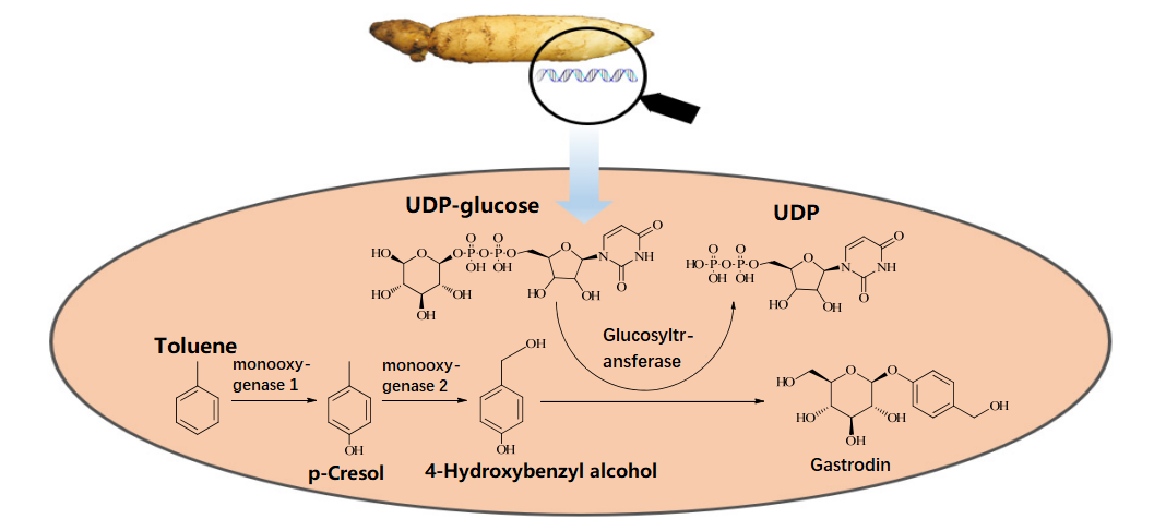 Biosynthetic pathway of gastrodin