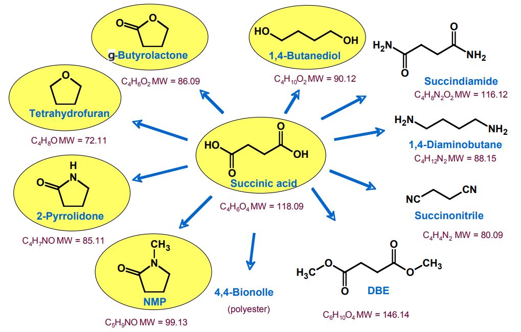 Succinic Acid and Derivatives