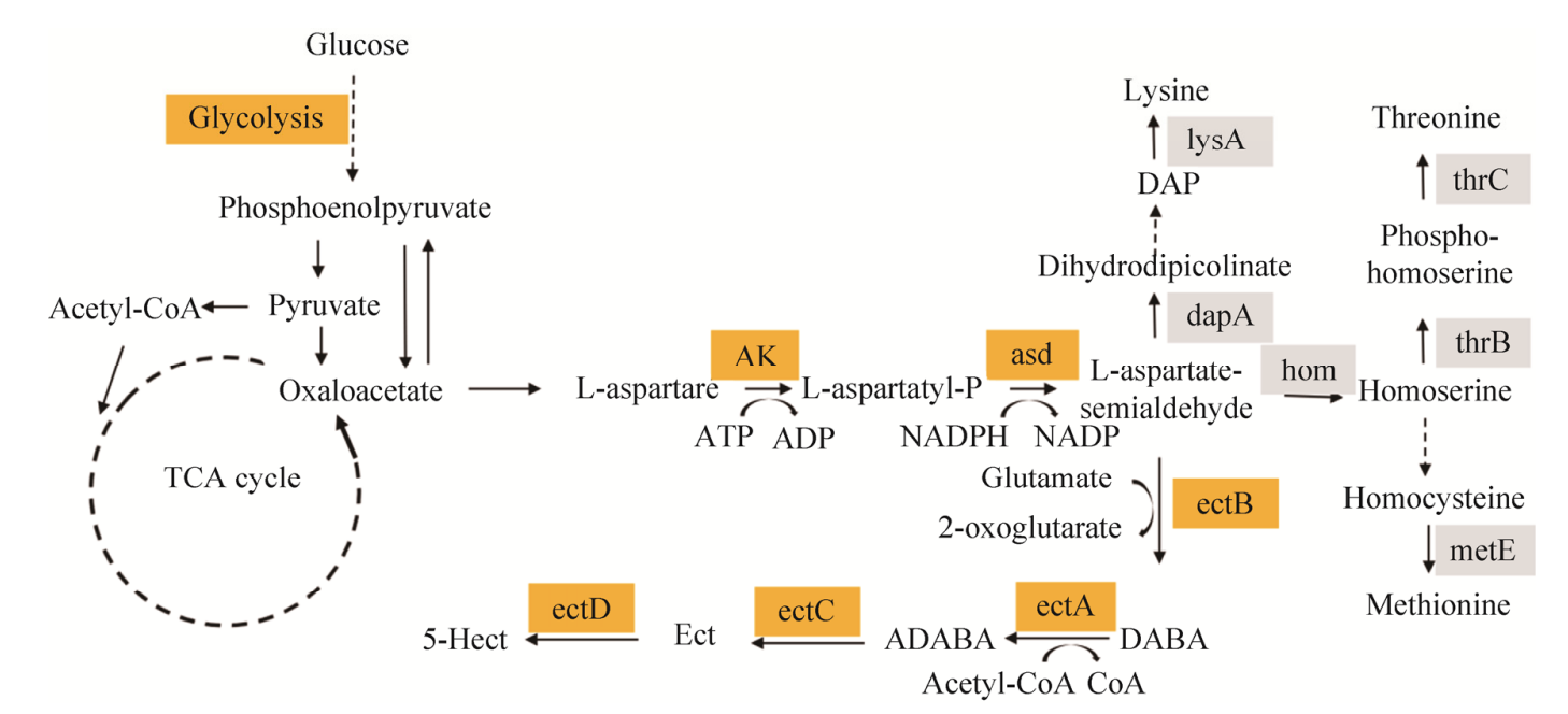The ectoine biosynthetic pathway
