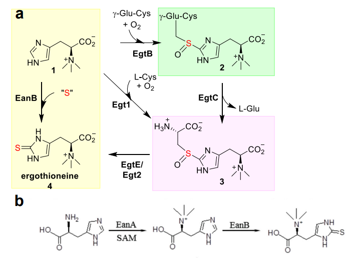 Biosynthesis pathway of ergothioneine. (A) Aerobic synthesis pathway of ergothioneine (EgtB-EgtC-EgtE-catalysis in mycobacteria, and Egt1-Egt2-catalysis in fungi); (B) Anaerobic synthesis pathway of ergothioneine (EanB-catalysis in sulfur bacteria). 