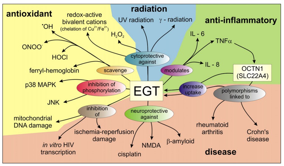 Possible roles and interactions of ergothioneine (EGT) in vivo. Functional roles as an antioxidant are highlighted in yellow, anti-inflammatory agent in green, protectant against radiation in blue and roles in disease in orange. 