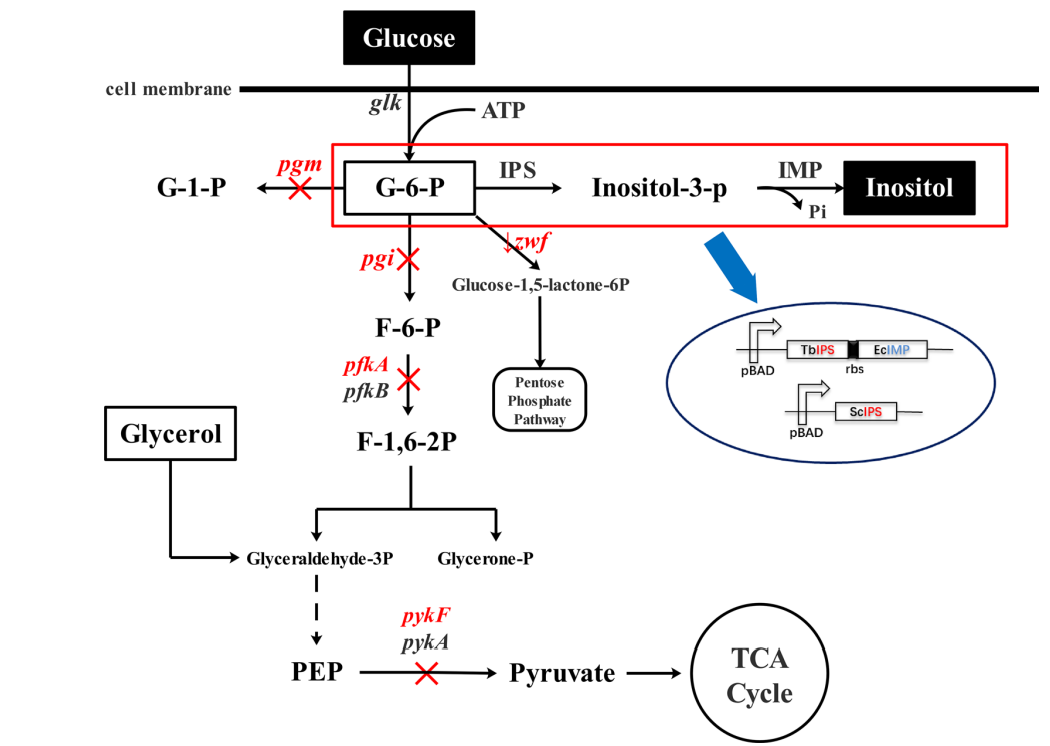 Overview of the inositol biosynthesis pathway in Escherichia coli 