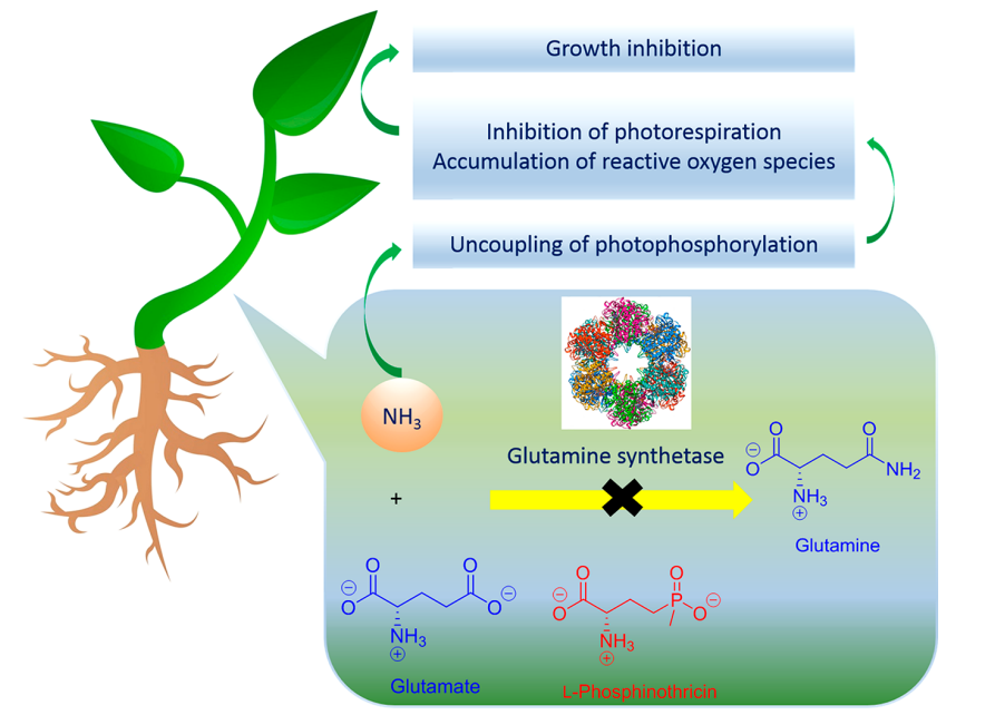 Mechanism of action of L-phosphinothricin as a potent inhibitor of glutamine synthetase (GS) in higher plants 