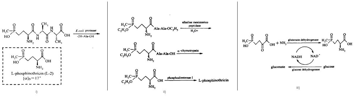Examples of the biosynthesis methods of L-phosphinothricin 