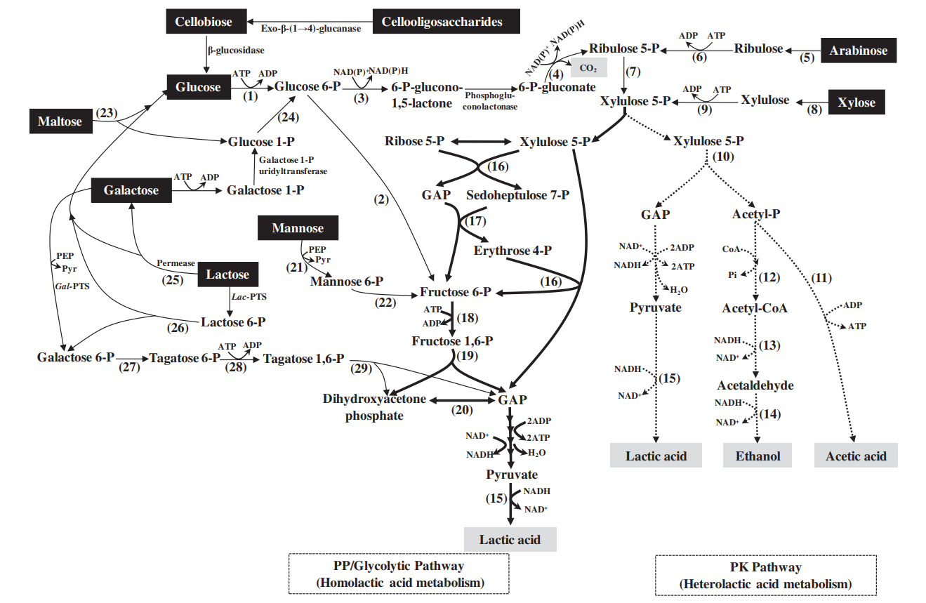 Metabolic pathways for lactic acid production from various sugars by lactic acid bacteria