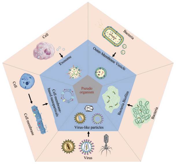 Genetically Engineering-modified Biogenic Nanomaterials—'Pseudo-organism'