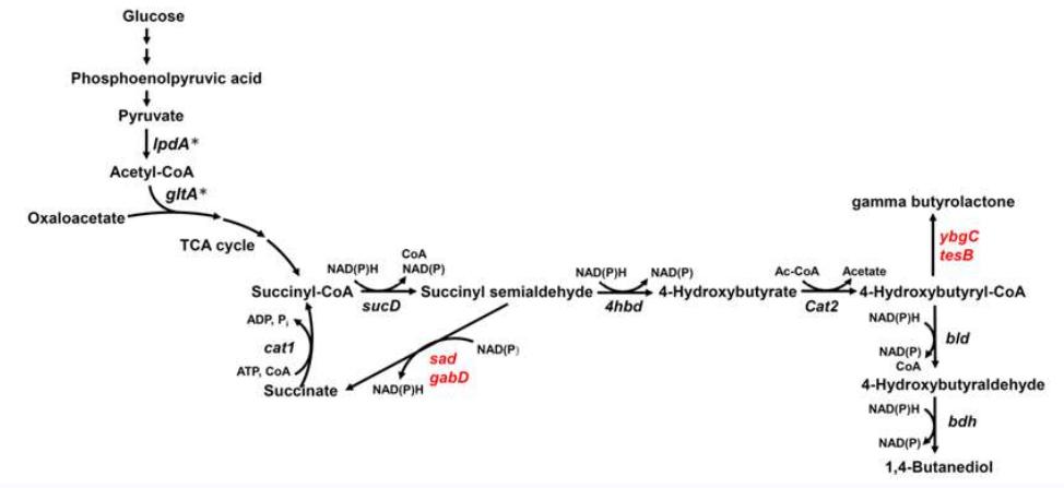 Fig. 3 1,4-Butanediol biosynthetic pathway in E. coli
