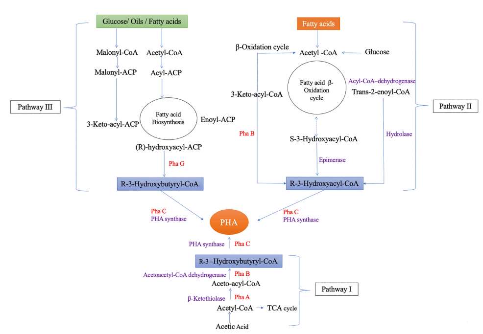 Fig. 3 Three pathways of polyhydroxyalkanoate synthesis