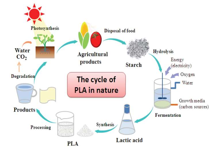 Fig. 4 Life cycle of polylactic acid (PLA) in nature