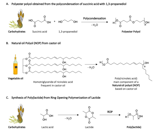 Different routes for the synthesis of bio-sourced polyester polyols including (A) the polycondensation of a diacid (succinic acid) and a diol (1,3-propanediol), (B) the transformation of lipids from vegetable oil (castor oil) into polyols, and (C) the ring opening polymerization of cyclic esters (lactide).
