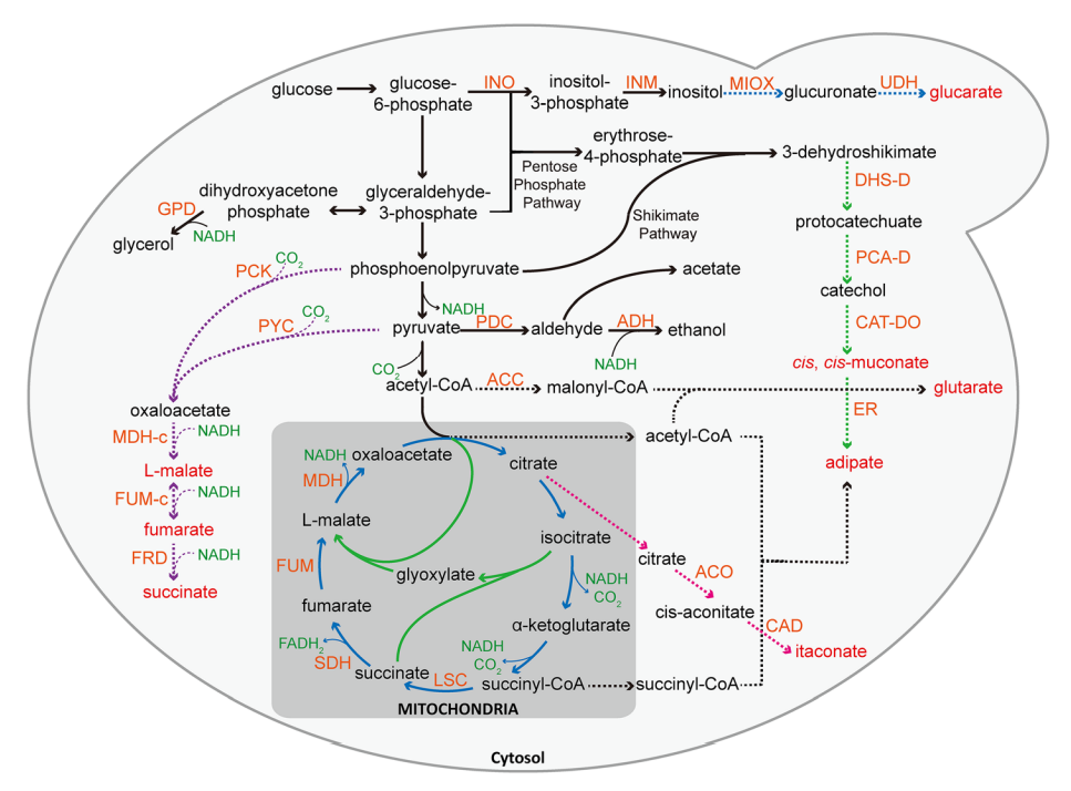Global metabolic map of S. cerevisiae and strategies for dicarboxylates production
