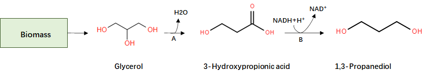 Fig. 4 Representation of the metabolic pathway from biomass to 1,3-propanediol