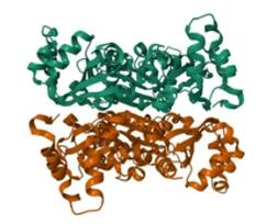 The structure of nucleoside-diphosphate kinase